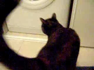 Daisy et la machine a laver