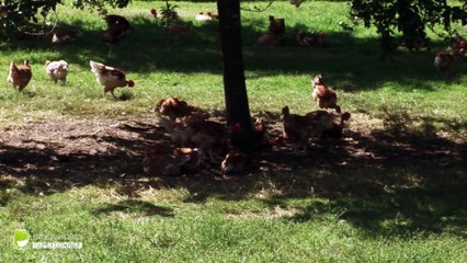 Rencontre avec Vincent BLAGNY - éleveur de volailles