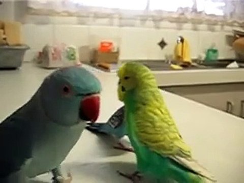 Разговор между собой Трёх попугаев