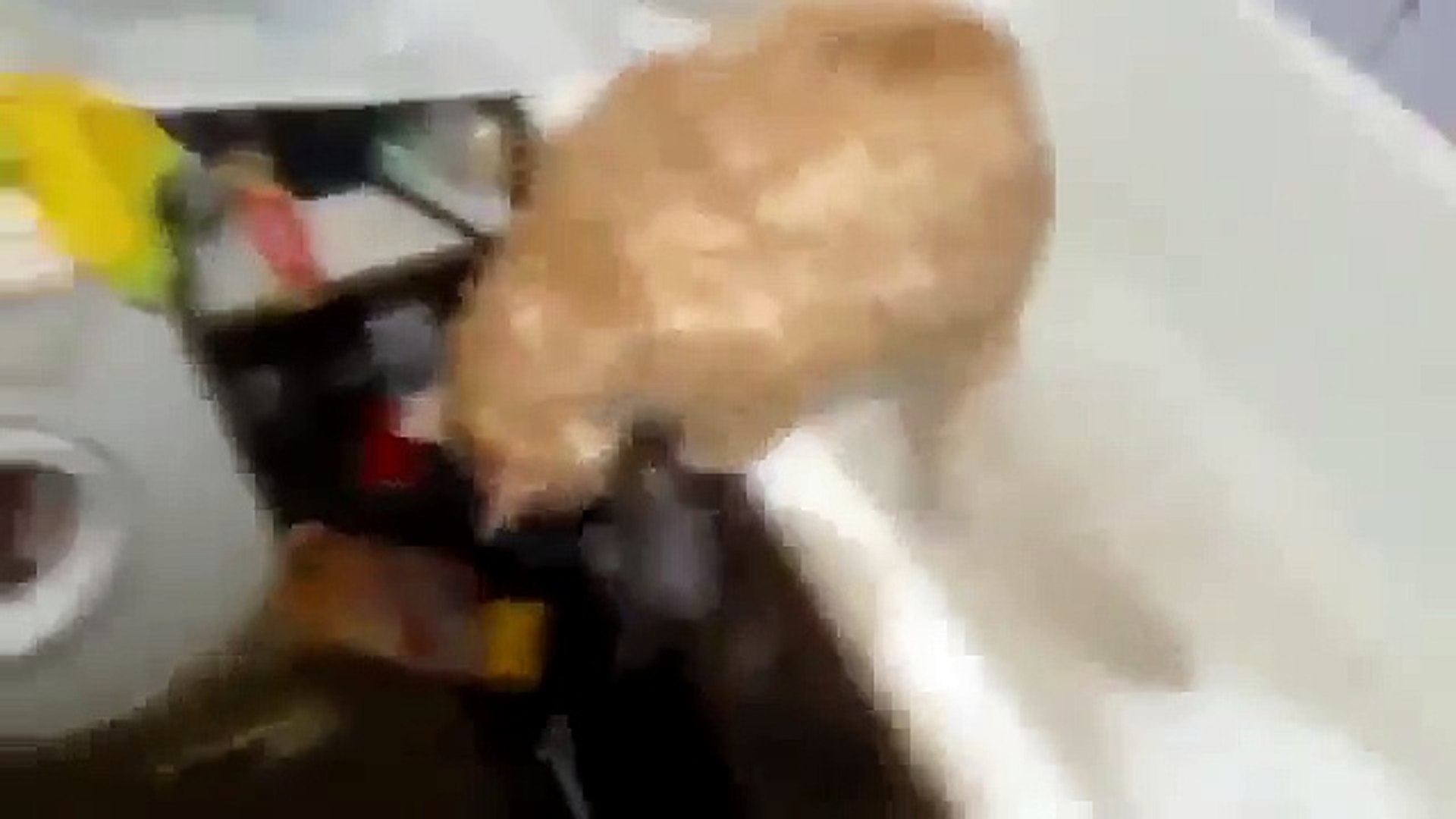 ⁣Толстый кот застрял в ванне!! Мега ржачь!!!
