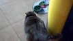 Толстый кот просит кушать