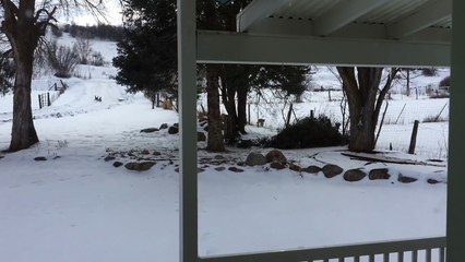 3 bébés Puma viennent jusque sur le porche de cette maison. Magnifique