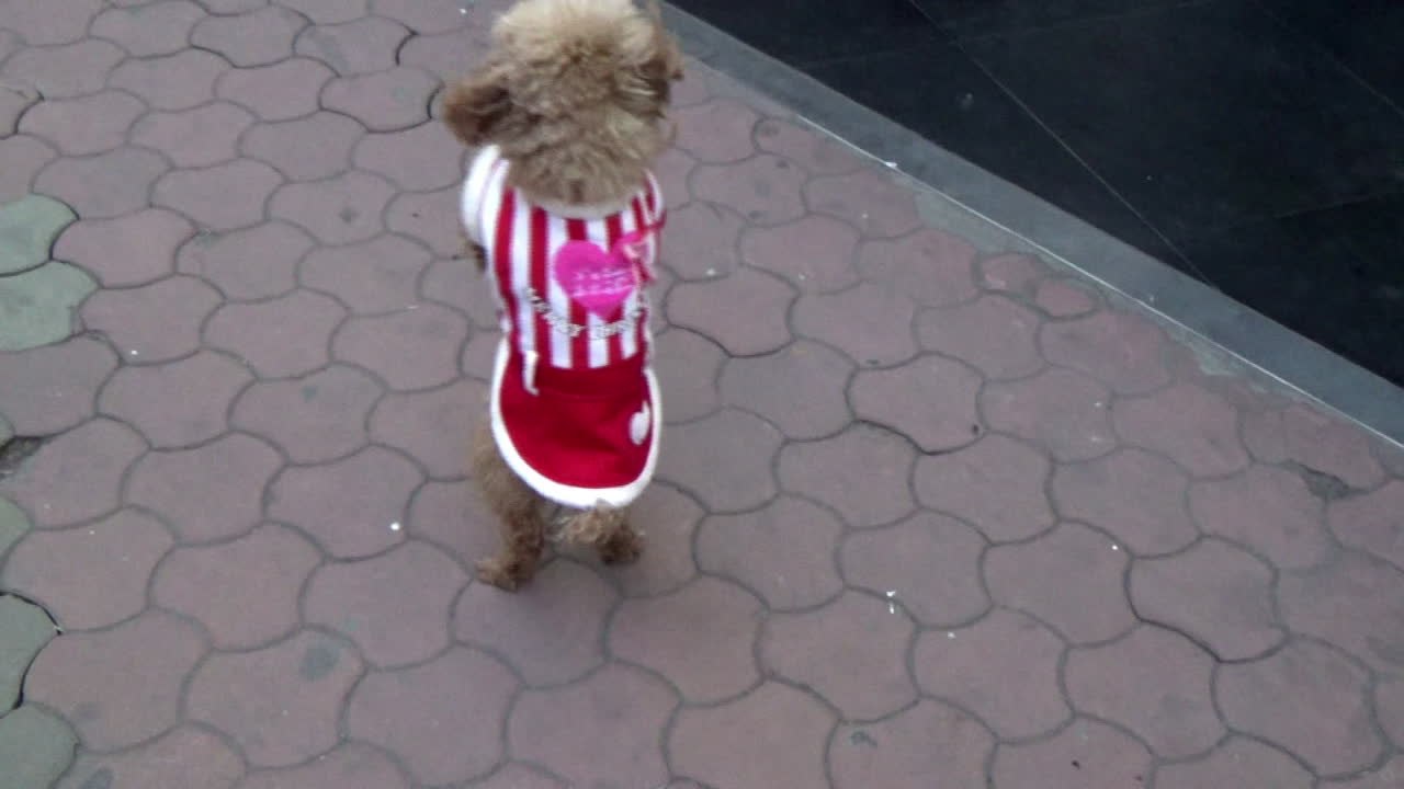 Chine : Barbie, le caniche qui marchait sur deux pattes