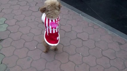 Chine : Barbie, le caniche qui marchait sur deux pattes