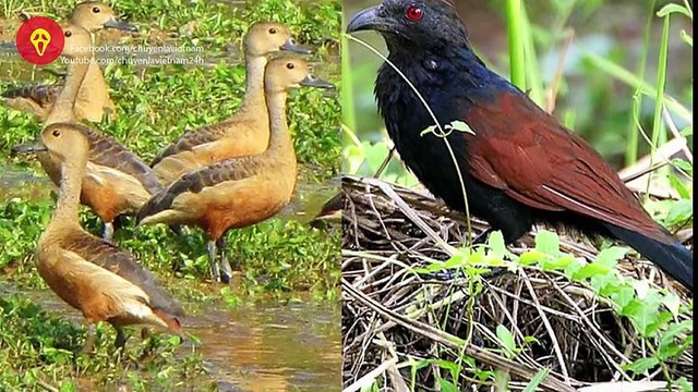 90% người Việt không hiểu bài hát Bắc Kim Thang