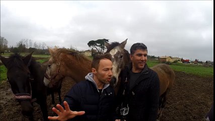 Sur les routes de Gironde, à l'élevage du fleuve à Ambarès-et-Lagrave