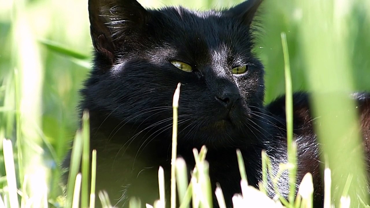 The Most Beautiful Cat Breeds in the World