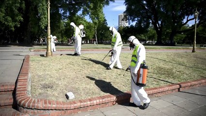 Argentina contra Aedes aegypit