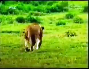 afrika vahşi yaşam belgeseli aslanların avlanması