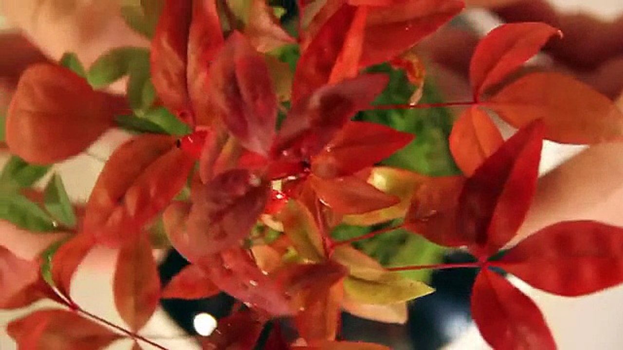 Uçan Bonsai Ağacı