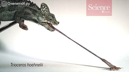 Самый быстрый язык