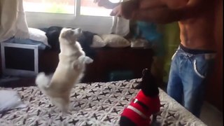 Two funny dogs dancing on the bed. Very cute  )