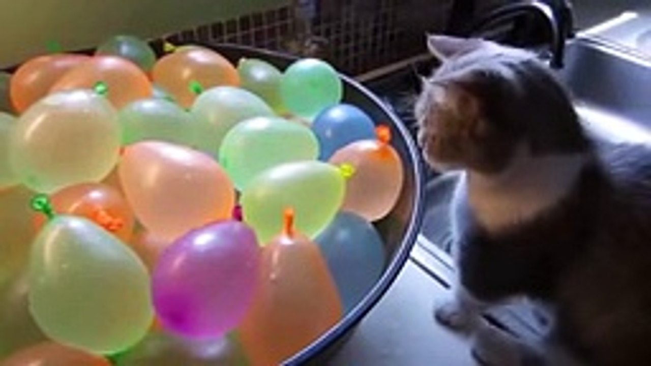 Funny Cats Eating Compilation May 2015 -