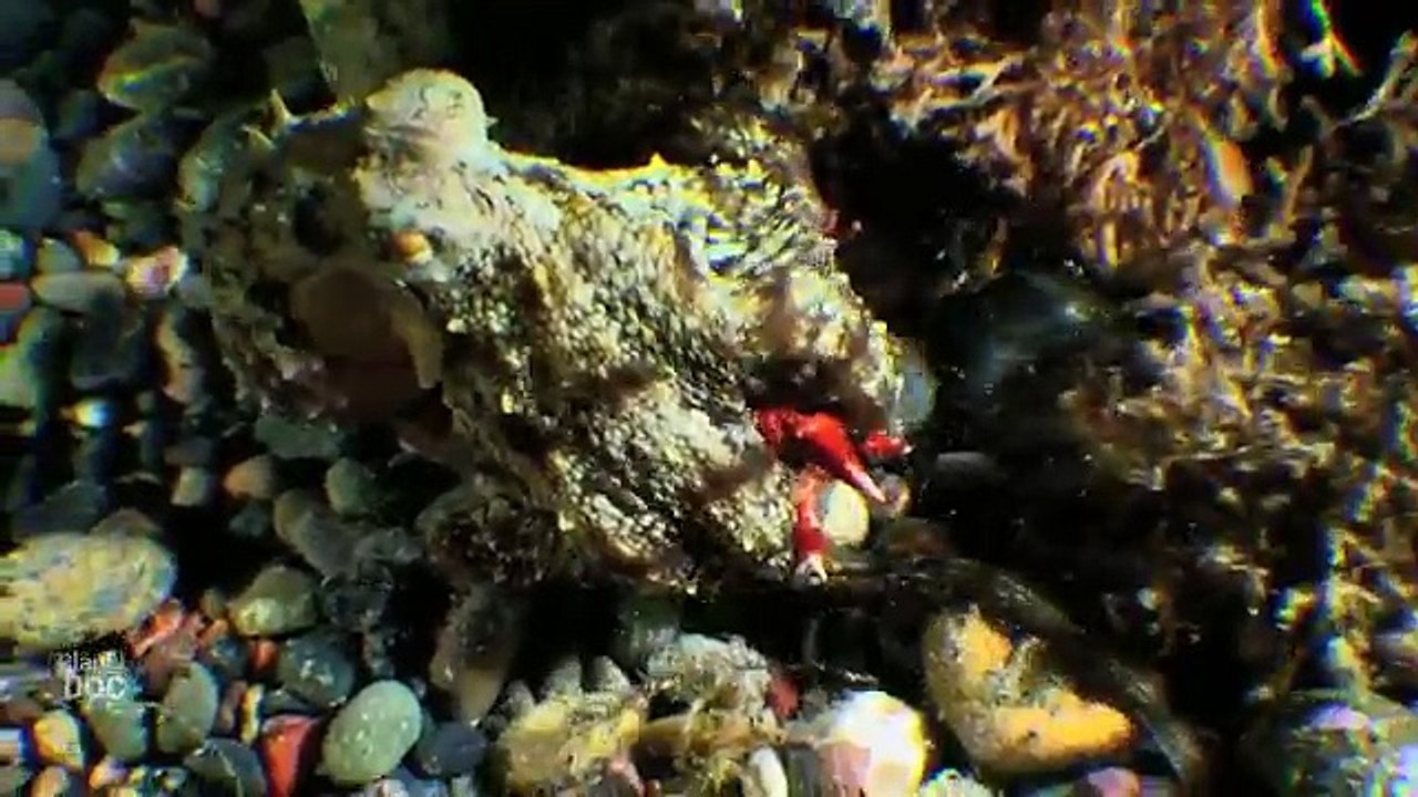 Octopus Facts