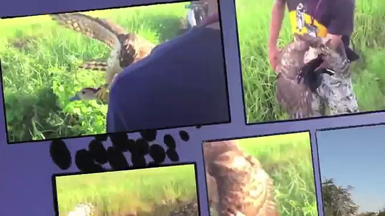 Hunting with Crested Goshawk