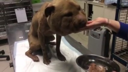 Rescatan a un pitbull que sufrió un brutal maltrato