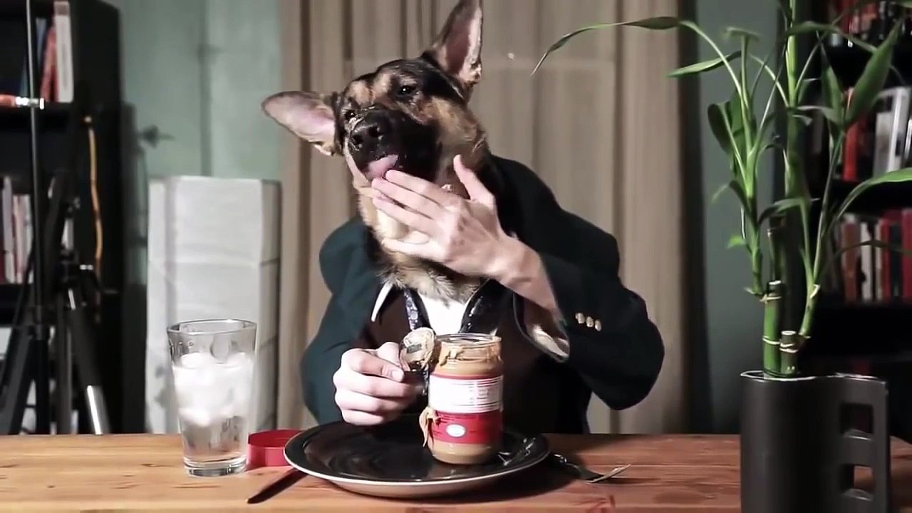 Funny dog videos 2016 - Funny dog compilation try not to laugh - Funny Animals