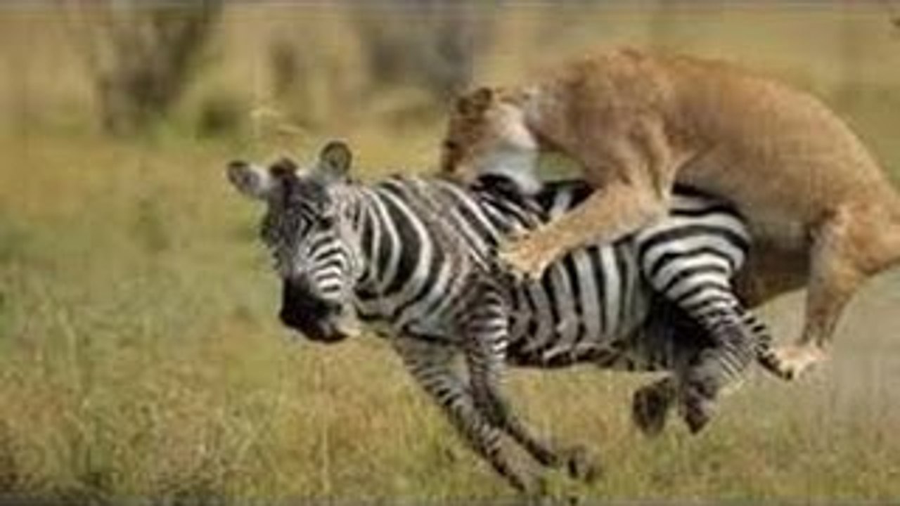 Lions Great Killing Machines National Geographic Documentary