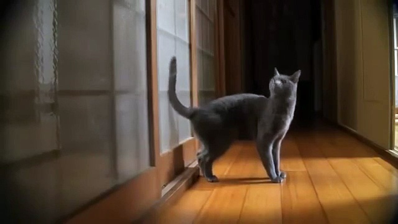 ТАКОГО КОТА Я НЕ ВИДЕЛ !