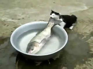 ЩАС Я ТЕБЯ СЪЕМ! ПРИКОЛ С КОТОМ!!!