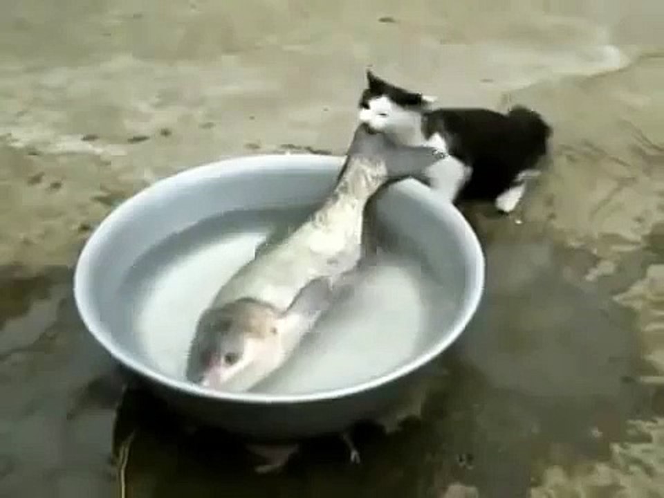 ЩАС Я ТЕБЯ СЪЕМ! ПРИКОЛ С КОТОМ!!!