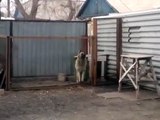 Собака танцует как человек ! Никогда такого не видели!)