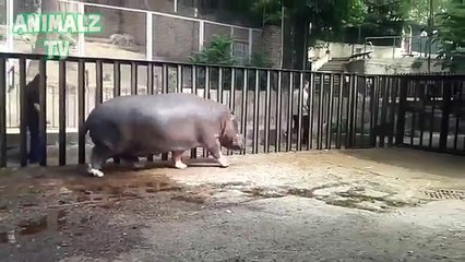 Бегемотик играет с хранителем в зоопарке Тбилиси. Забавный бегемот