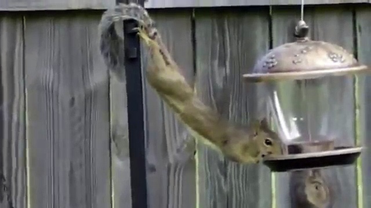 Вот это растяжка. Смешная белка прикольно кушает