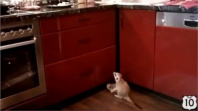 Голод не тётка. Прикольные сурикаты проголодались