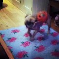 French Bulldog puppy loses it on new dog toy