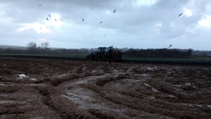 L'arrachage du poireau en Hiver à Cléder par "La Légumière"
