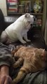 Sulking Bulldog extremely jealous of cat's attention