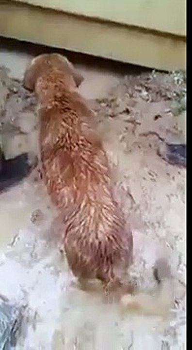 Momma dog saves her puppies from drowning after rain