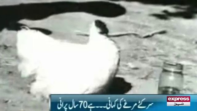 Beheaded Mike Chicken of Colorado, USA