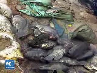 Massive fish freeze to death in SW China cold snap