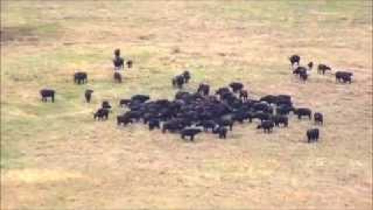 Herd of Cape Buffalo Strike back at Lions to Rescue