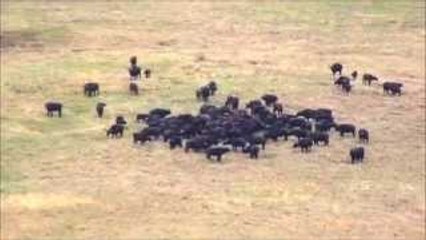 Herd of Cape Buffalo Strike back at Lions to Rescue