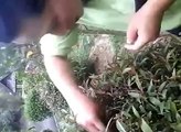 Hungry gardener found bird nest.... And eat baby birds