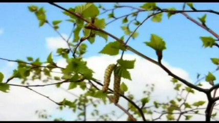 قصص البر~ تأثر الرسول صلى الله عليه وسلم عند قبر أمه~ الشيخ سعد العتيق.