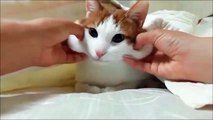 Cutest cat ever - Cheeks massage