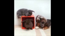 Un chiot et 2 lapins trop mignon! Pure moment de bonheur