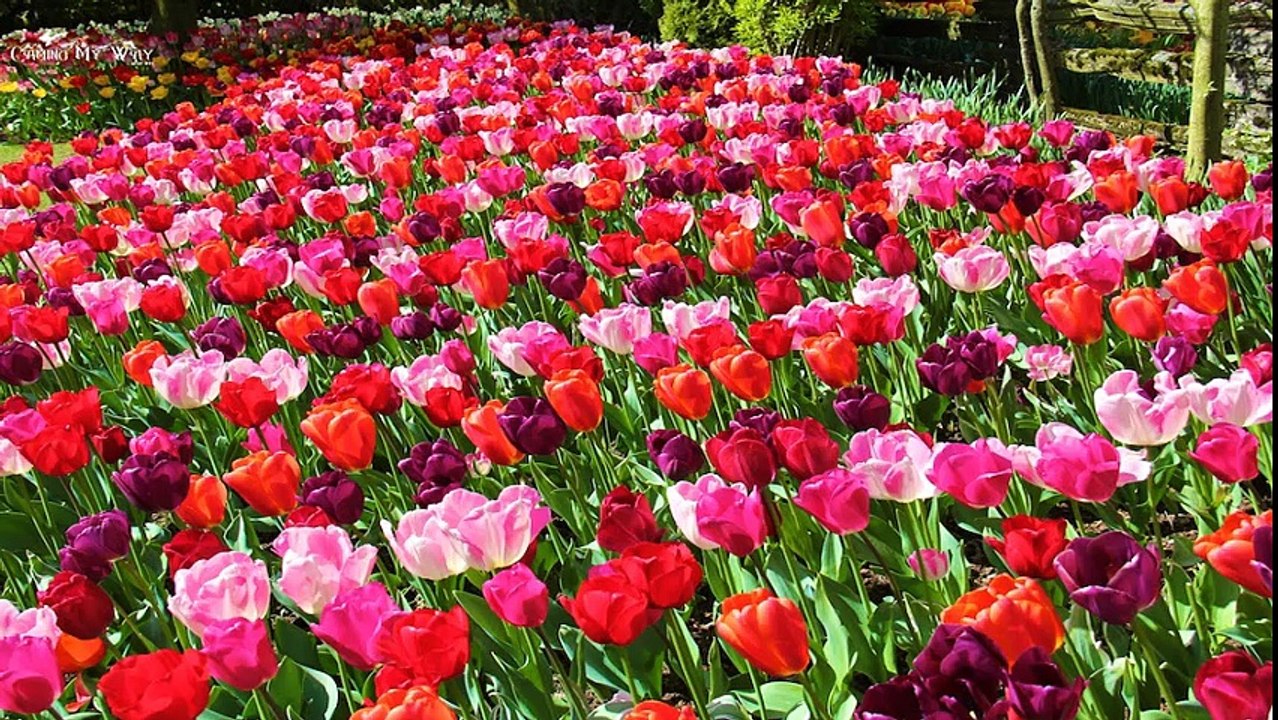 Nice Naat by Abu bakar