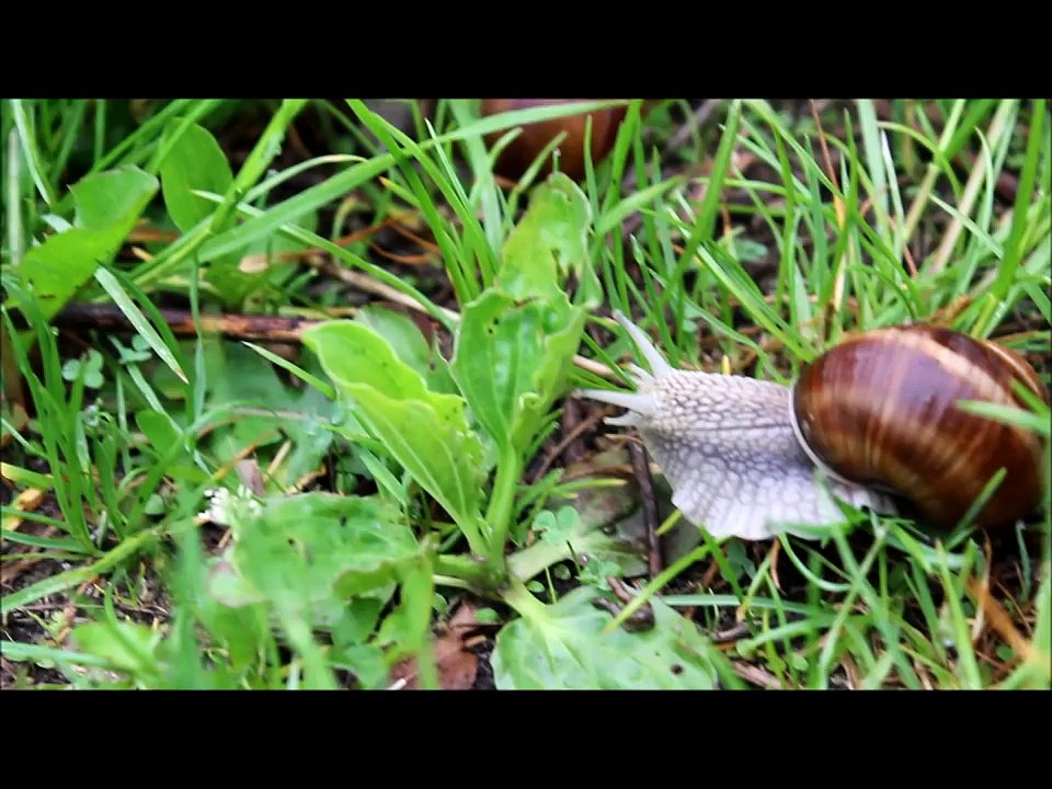 Helix Pomatia