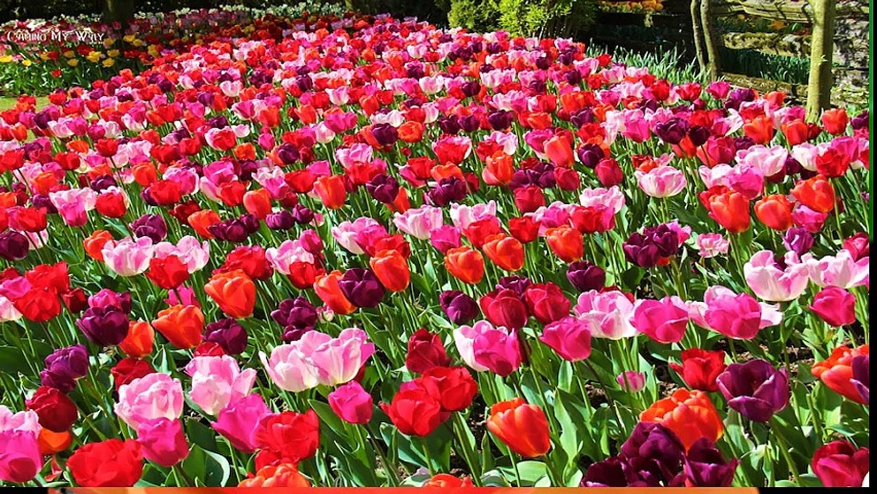 must watch the beautiful nasm