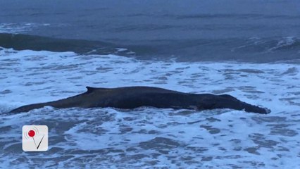 Massive Dead Visitor Washes Up on Local Beach