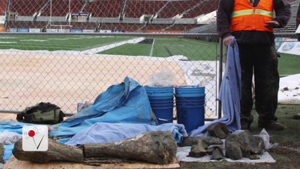 College Finds Huge Fossils Living Under Football Stadium