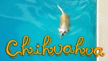 *´¨` Chihuahua nadando en una piscina (∪ ◡ ∪) Chihuahua swimming in a pool ´¨`*