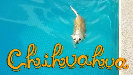 *´¨` Chihuahua nadando en una piscina (∪ ◡ ∪) Chihuahua swimming in a pool ´¨`*