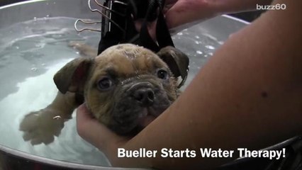Adorable puppy learns to walk by swimming