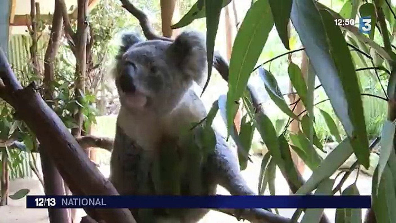 Un laboratoire français au secours des koalas australiens